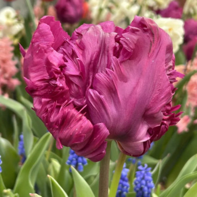 Тюльпан Parrot Prince (Перрот Принц) / цибулини, 2 шт.