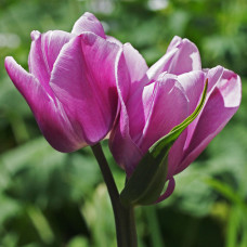 Тюльпан Purple Elegance (Перпл Елеганс) / 3 шт.