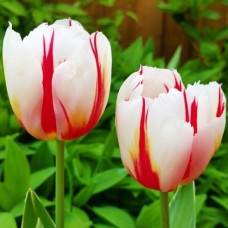 Тюльпан Sorbet (Сорбет) / цибулини, 2 шт.