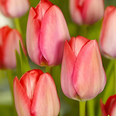 Тюльпан Van Eijk (Ван Ейк) / цибулини, 2 шт.