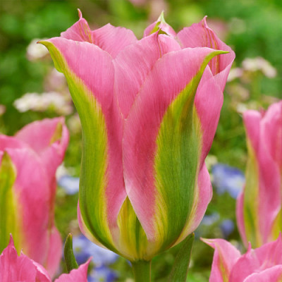 Тюльпан Virichic (Віричик) / цибулини, 2 шт.