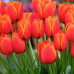 Тюльпан Worlds Favourite (Ворлдс Фаворит) / цибулини, 2 шт.