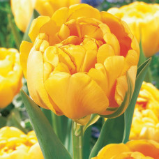 Тюльпаны Yellow Pomponette (3 шт.)