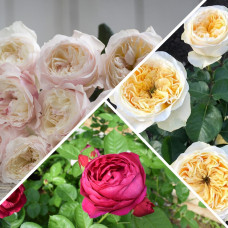 Троянди англійські Мікс 3 шт. (рандомні сорти)