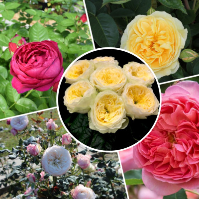 Троянди англійські Мікс 5 шт. (рандомні сорти)