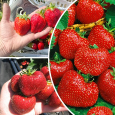 Набір полуниці "Гігантське Тріо" (Мальвіна 10 шт + Мармелада 10 шт + Брілла 10 шт) / 30 саджанців Набір полуниці "Гігантське Тріо" (Мальвіна 10 шт + Мармелада 10 шт + Брілла 10 шт) / 30 саджанців