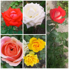Рандомний комплект троянд 5-х сортів