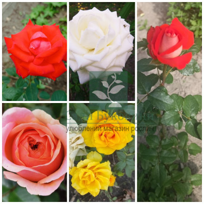 Рандомний комплект троянд 5 сортів