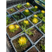 Делосперма Єллоу Айс Плант (Yellow Ice Plant) / ЗКС