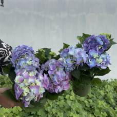 Гортензія великолисткова Early Blue (Ерлі Блю) з квіткою / трьохрічна, ЗКС