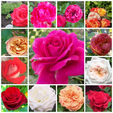 Рандомний комплект троянд 20 сортів