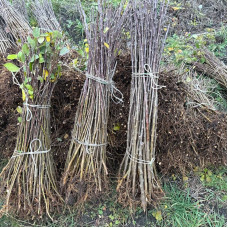 Підщепа для яблуні М-9 (зимове окулювання) / 50 шт.