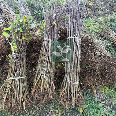 Підщепа для яблуні М-9 (літнє окулювання) / 100 шт.