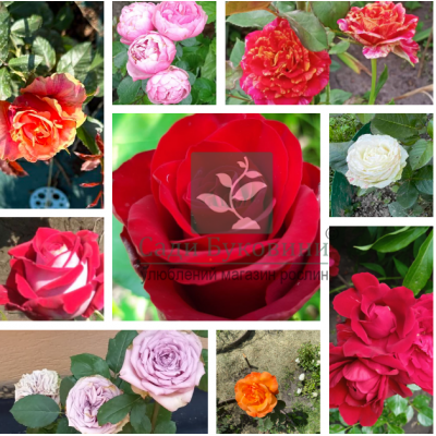 Рандомний комплект троянд 10 сортів