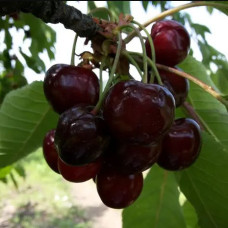 Черешня Престижна (саджанці)