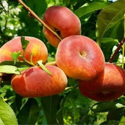 Персик инжирный Свит Ринг (саженцы, двухлетние)