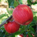 Яблука Гала / плоди 1 кг.
