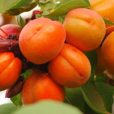 Абрикос Красень Києва (саджанці)