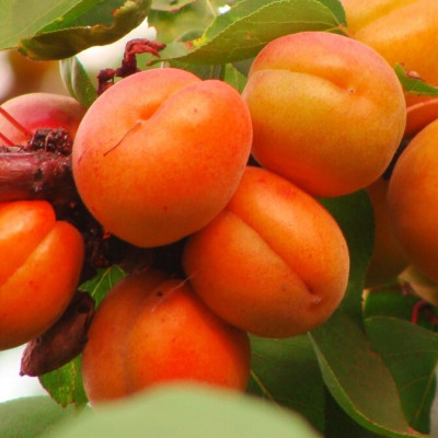 Абрикос Красавец Киева (саженцы, двухлетние)