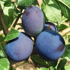 Слива Топ Фіт (саджанці, ЗКС)