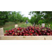Черешня червона / плоди 0,5 кг.