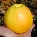 Яблука Голден Делішес / плоди 5 кг.