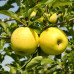 Яблоки Голден Делишес / плоды 5 кг.