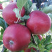 Яблука Еліза / плоди 1 кг.