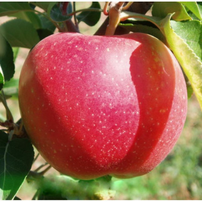 Яблука Еліза / плоди 5 кг.