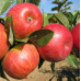Яблоки Пинова / плоды 1 кг.