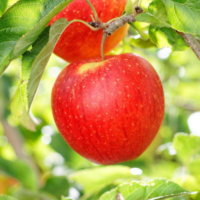 Яблоки Пинова / плоды 5 кг.