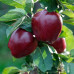 Яблука Ред Чіф / плоди 2 кг.