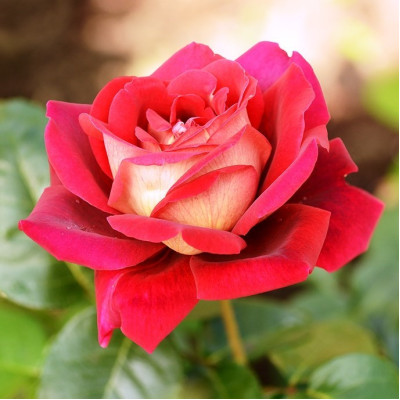 Роза чайно-гибридная Кроненбург