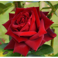 Троянда чайно-гібридна Лавлі Ред (Lovely red) / саджанці Троянда чайно-гібридна Лавлі Ред (Lovely red) / саджанці