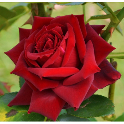 Троянда чайно-гібридна Лавлі Ред