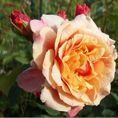 Роза Карамелла (Caramella)