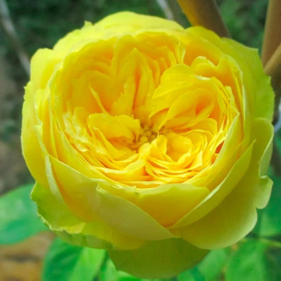 Роза Каталина