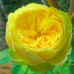 Роза Каталина