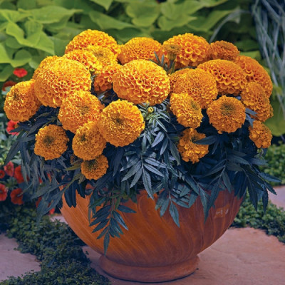 Чорнобривці низькі Antigua Orange F1 / насіння 5 шт.