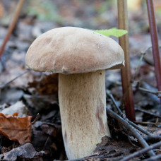 Білий гриб сітчастий / міцелій грибів, 50 г.