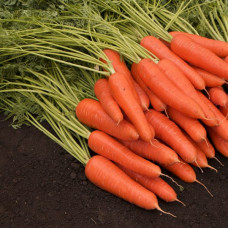 Морковь Королева Осени / семена 1 кг.