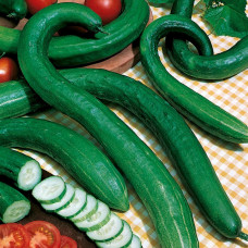 Огірок Китайський Змій / насіння 1 кг.