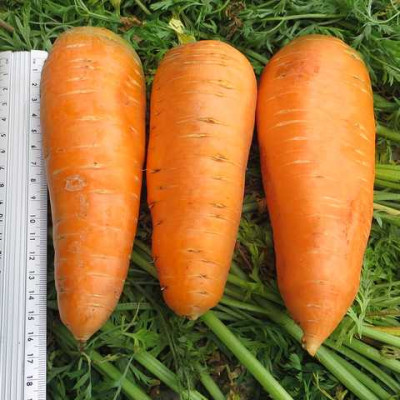 Морковь Болтекс / семена 500 г.