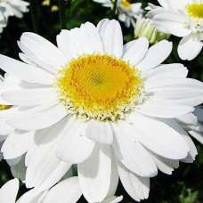 Ромашка садова великоквіткова біла багаторічна / 0,5 г.
