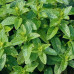 М'ята Ментолова (Mentha Peppermint mentol)