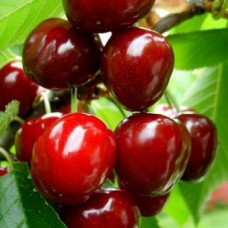 Черешня Аннушка (саджанці, дворічні)