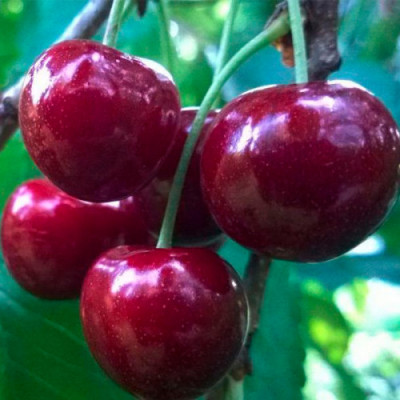 Черешня Василиса
