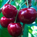 Черешня Василиса