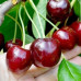 Черешня Стакато Черешня Стакато