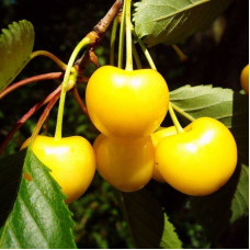 Черешня Дрогана (саджанці)